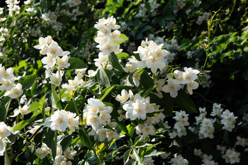 white,fragrant flowers of jasmine bush at spring