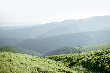Fototapeta premium Landscape view on the green mountains covered with bilberry leaves in the Carpathians