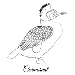 Cormorant bird coloring. Vector outline image