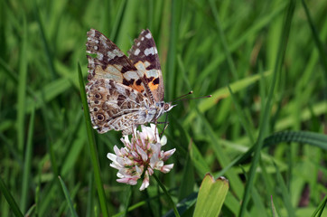 distelfalter auf klee in der wiese