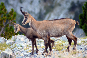 Wild goats