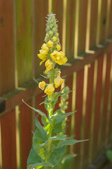 Kwitnąca na żółto dziewanna wielokwiatowa na tle drewnianego, brązowego ogrodzenia. © Achondryt