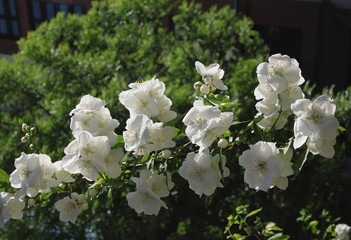 white flowers  of small roses bush close up