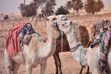 Camels in Arabia, Camel caravan rest on desert sand. Camels in a desert.