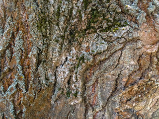 bark of an old tree with moss and lichen growing on it