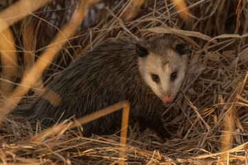 Opossum