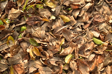 autumn leaves background