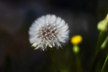 White dandelion in a garden