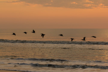 Pelican Flight