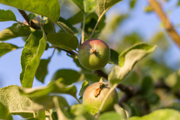 Sweet red and green apples on a tree. Sunny day. Nature scenery.