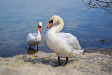 Swans on coast of the lake.