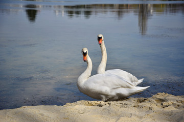 Swans on coast of the lake.