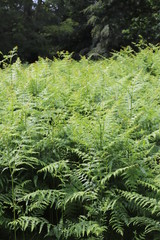 ferns in forest