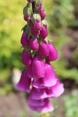 purple flowers in the garden