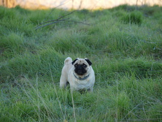 carlino