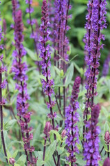 field of lavender flowers