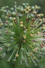 close up of cactus