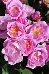 Fototapeta premium pink flowers in the garden