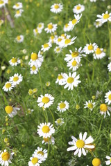 Fototapeta premium field of daisies