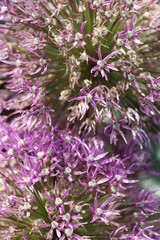 purple flowers in the garden