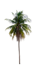 Obraz premium coconut palm trees isolated on white background. work with clipping path.