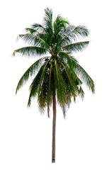 coconut palm trees isolated on white background. work with clipping path.
