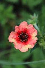 red flower in the garden