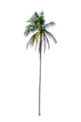 Obraz premium coconut palm trees isolated on white background. work with clipping path.