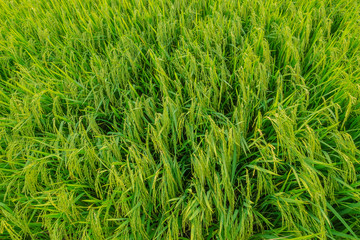 Rice fields in the evening before sunset