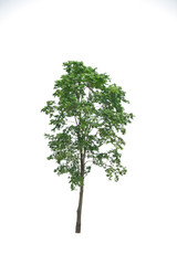 Obraz premium The isolated tree on white background , Suitable for use in architectural design , Decoration work , Used with natural articles both on print and website, work with clipping path.