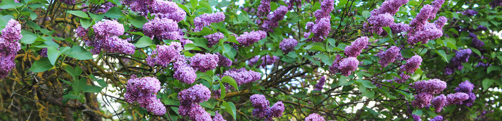 Panorama of lilac in a botanical garden on a summer day