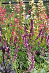 flowers in the garden