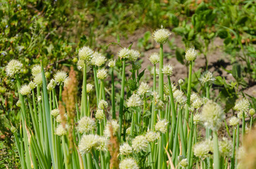 Obraz premium growing young garlic on a garden bed