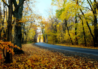 Naklejka na ściany i meble Autumn highway