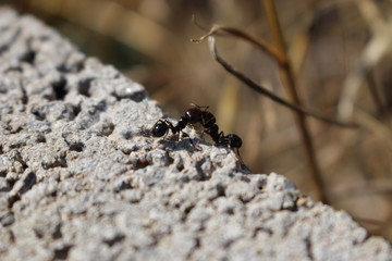 duo de fourmis