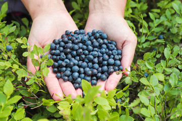 In female hands a handful of fresh blueberries gathered in the forest