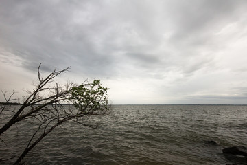 Storm clouds over the Potomac River with a tree in the foreground.  Leonardtown, MD, USA.