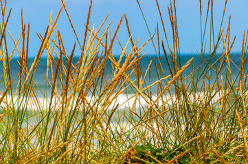  view through the grass