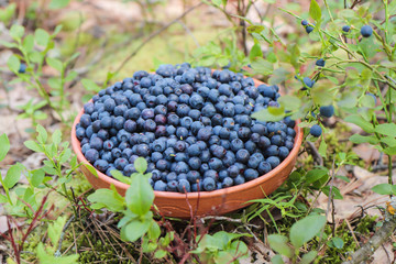 Fototapeta na wymiar a full clay plate of freshly picked blueberries in the forest