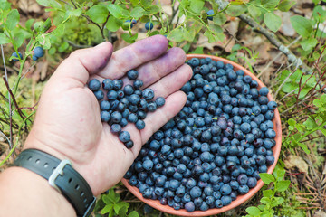 hand of a man picking blueberries berries in the forest