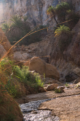 Obraz premium Palms Jordan valley