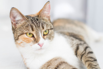 Cat face adult cat close-up