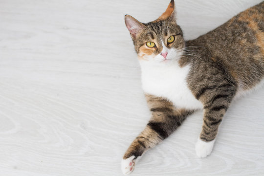 Adult domestic cat lying on the white floor of the house looking into the frame