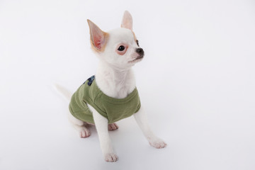 chihuahua Dog in front of white background Cute