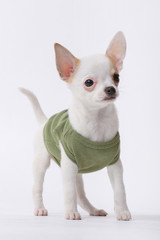chihuahua Dog in front of white background Cute