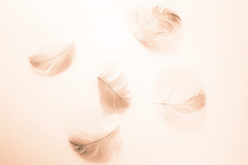 Beautiful abstract close up color white and black feathers on white isolated background and wallpaper