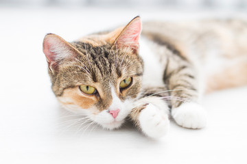 Domestic cat at home lying on the floor close up.