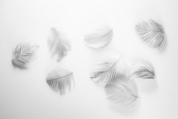 Beautiful abstract close up color white and black feathers on white isolated background and...