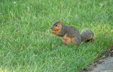 fat squirrel has found a nut to munch on