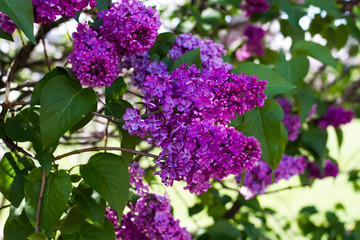 Fototapeta na wymiar Large branch of a blossoming lilac close up